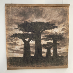 BAOBABS MADAGASCAR (120x120cm) BAOBABS MADAGASCAR (120x120cm)